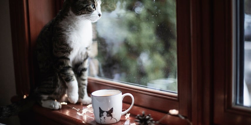 Cat sitting next to a customized mug with a cat picture that was created through a Magento product configurator